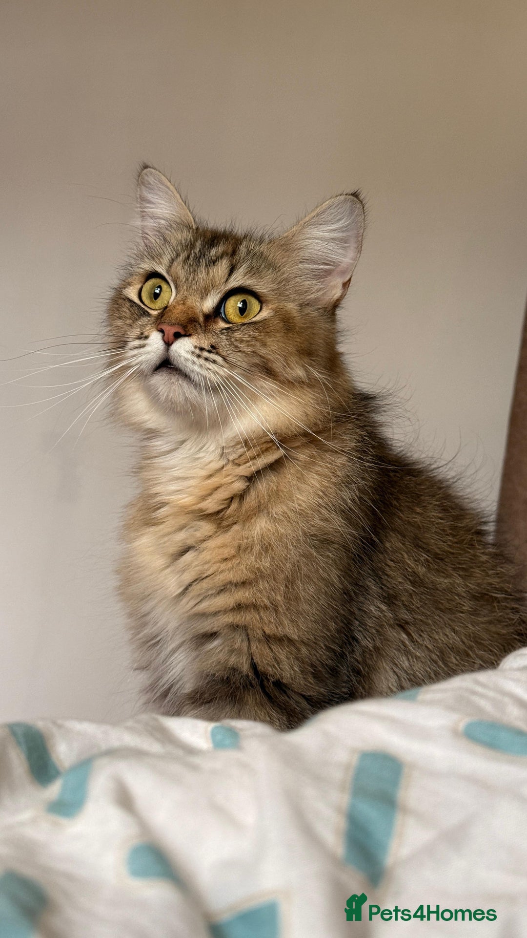 Mixed Breed cats for sale: Cute Kittens - Image 10