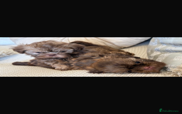 Shih Tzu dogs for sale: KENNEL CLUB CHOC IMPERIAL SHIHTZU - Image 9