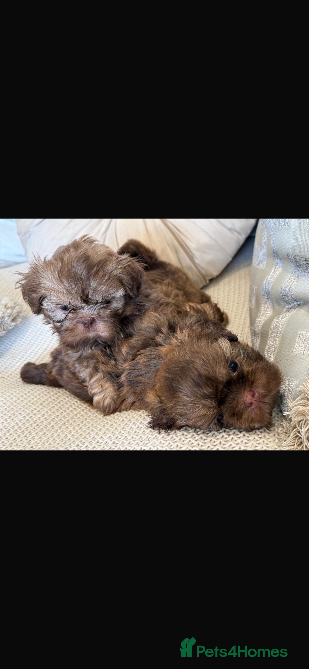 Shih Tzu dogs for sale: KENNEL CLUB CHOC IMPERIAL SHIHTZU - Image 9