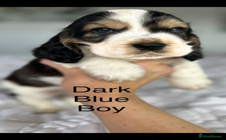 Cocker Spaniel dogs - Advert 1
