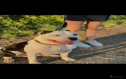 American Bully dogs for sale: Beautiful American Bully - Image 4