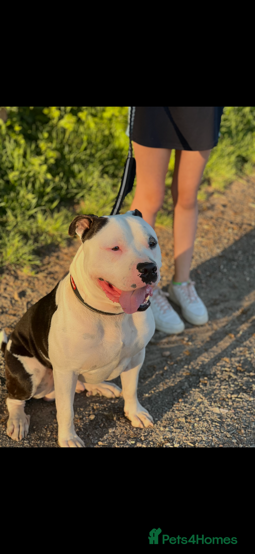 American Bully dogs for sale: Beautiful American Bully - Image 4