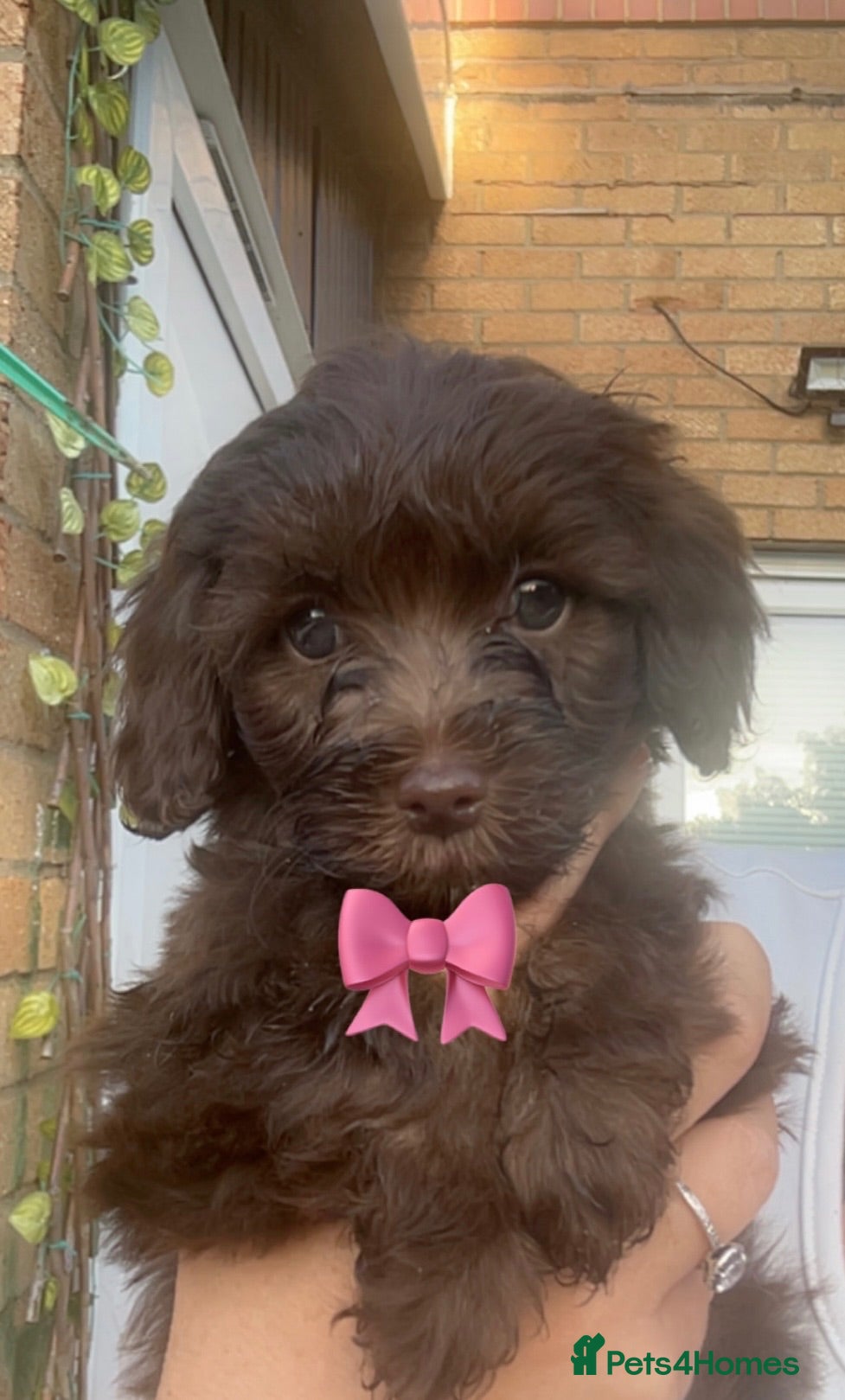 Cavapoo dogs Beautiful F1B Cavapoo Puppies – Ready to Reserve - Advert 1