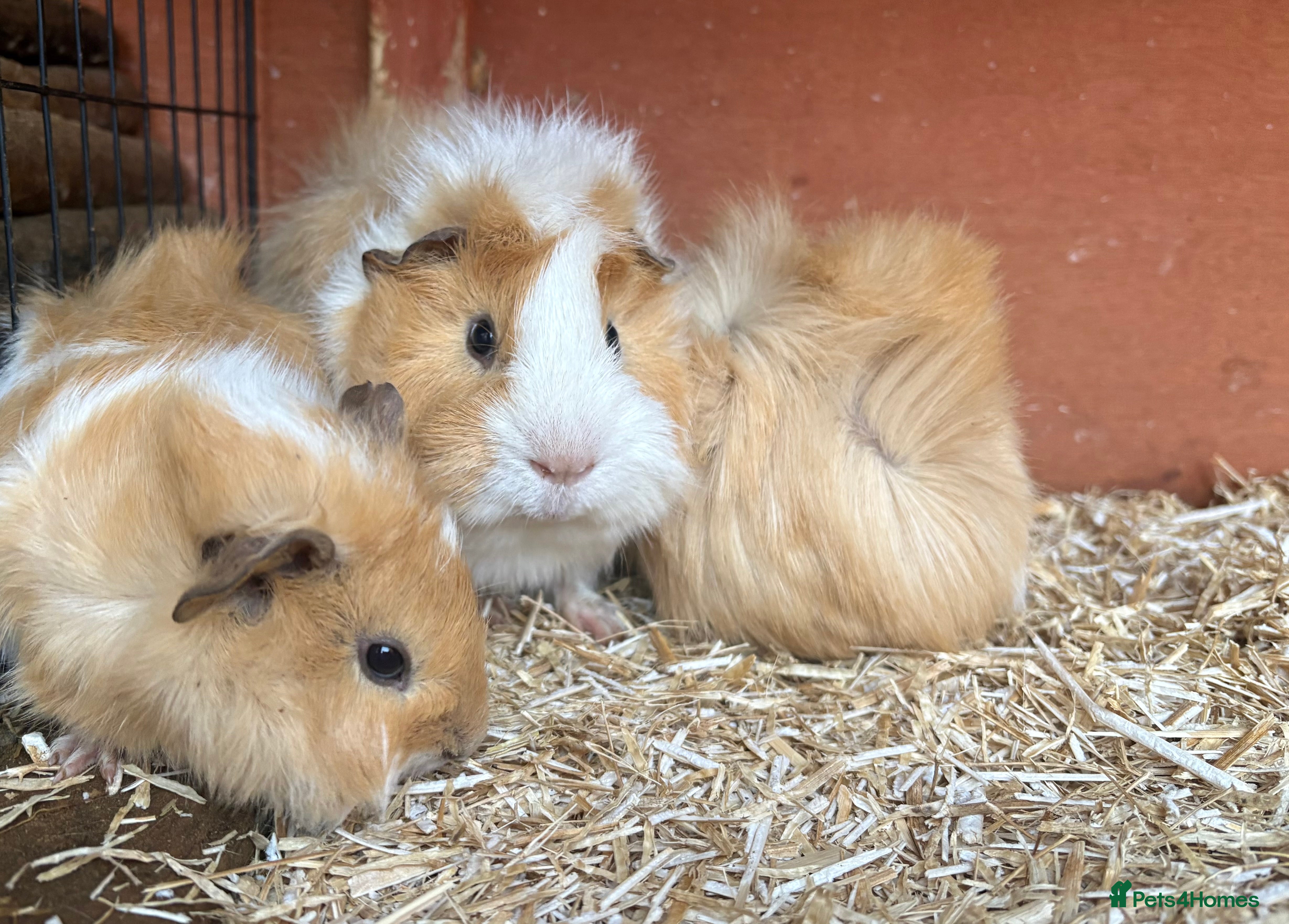 Guinea Pig rodents Male guinea pigs looking for new homes - Advert 1
