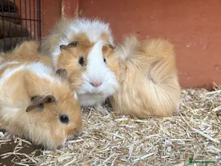 Guinea Pig rodents Male guinea pigs looking for new homes - Advert 1