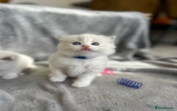 Ragdoll cats for sale: Beautiful Blue Tabby Ragdoll Fur Babies  - Image 7