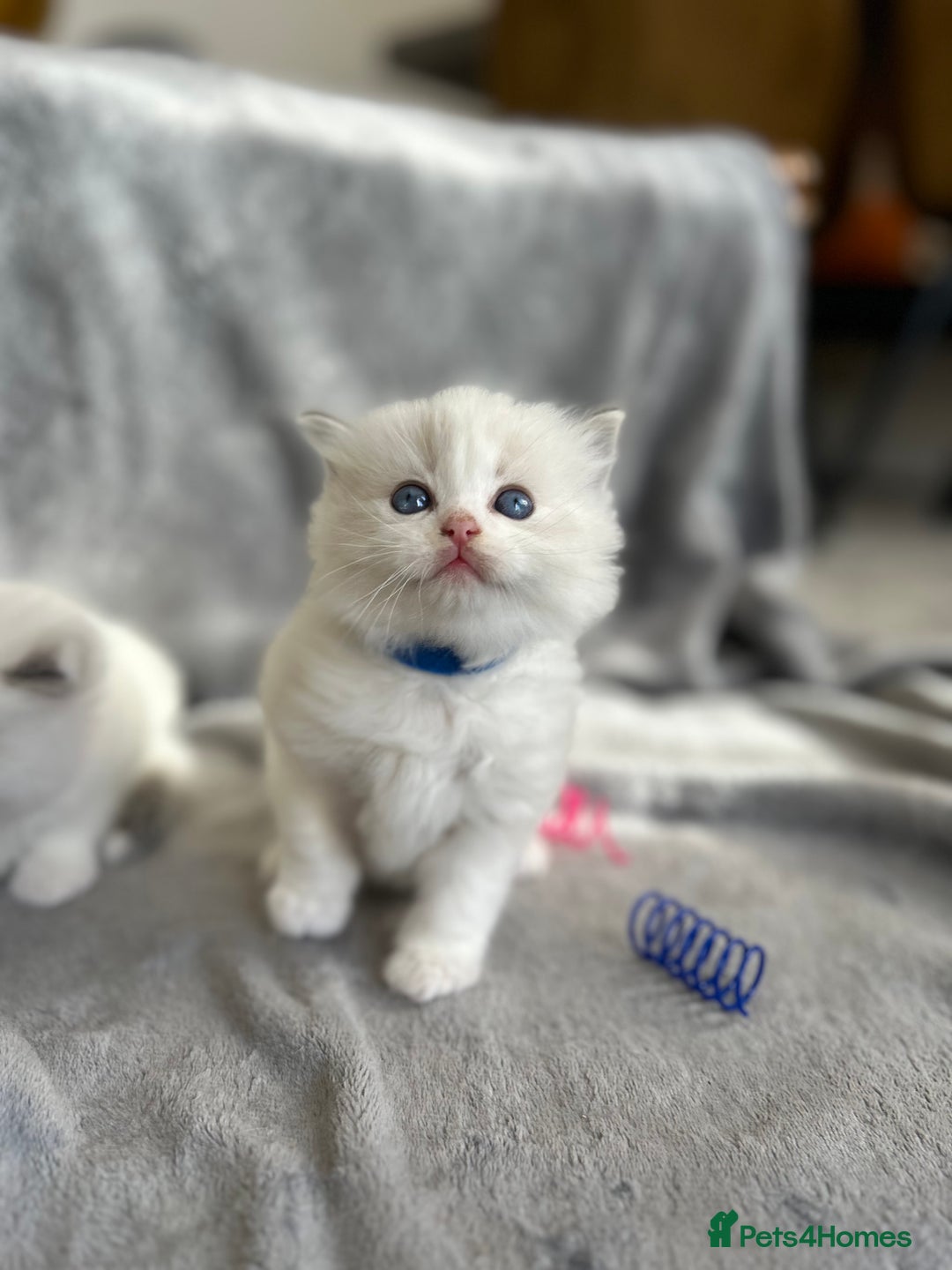 Ragdoll cats for sale: Beautiful Blue Tabby Ragdoll Fur Babies  - Image 7