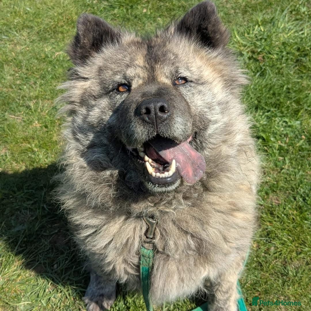 Mixed Breed dogs for adoption: Luna Chow - the people's princess 💜 in Kidderminster - Advert 17