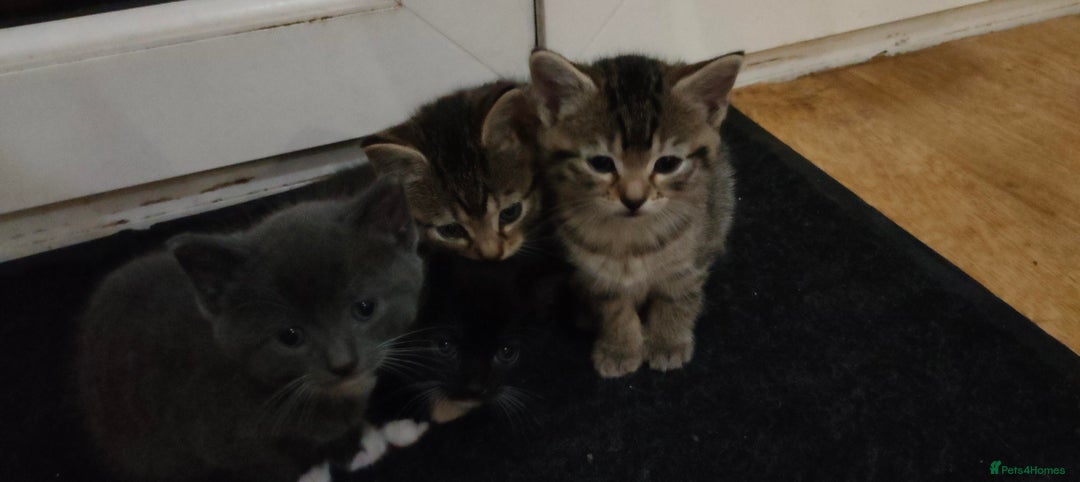 Mixed Breed cats for sale: 4 lovely kittens  - Image 2