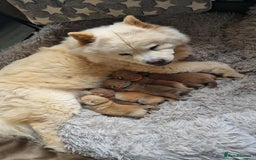 Chow Chow dogs for sale: Chow chow puppy - Image 13