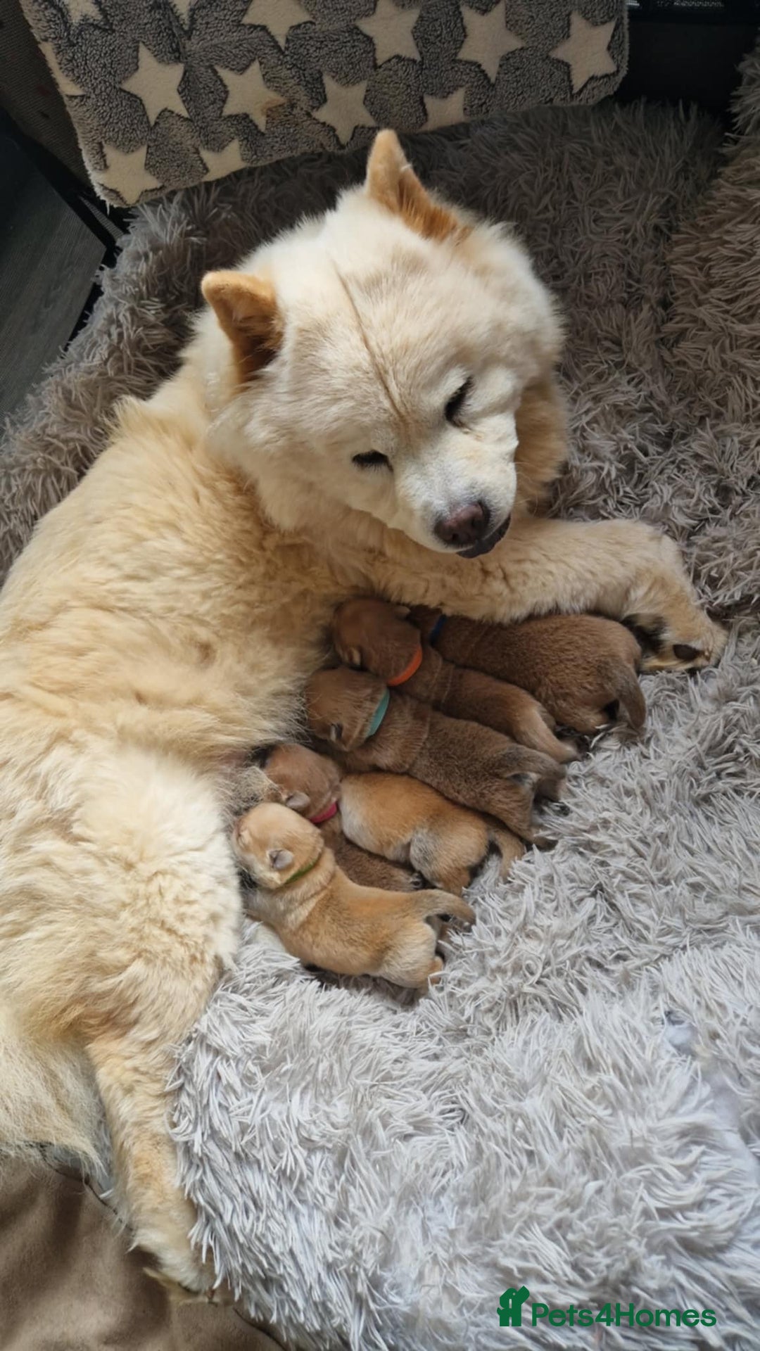 Chow Chow dogs for sale: Chow chow puppy - Image 13