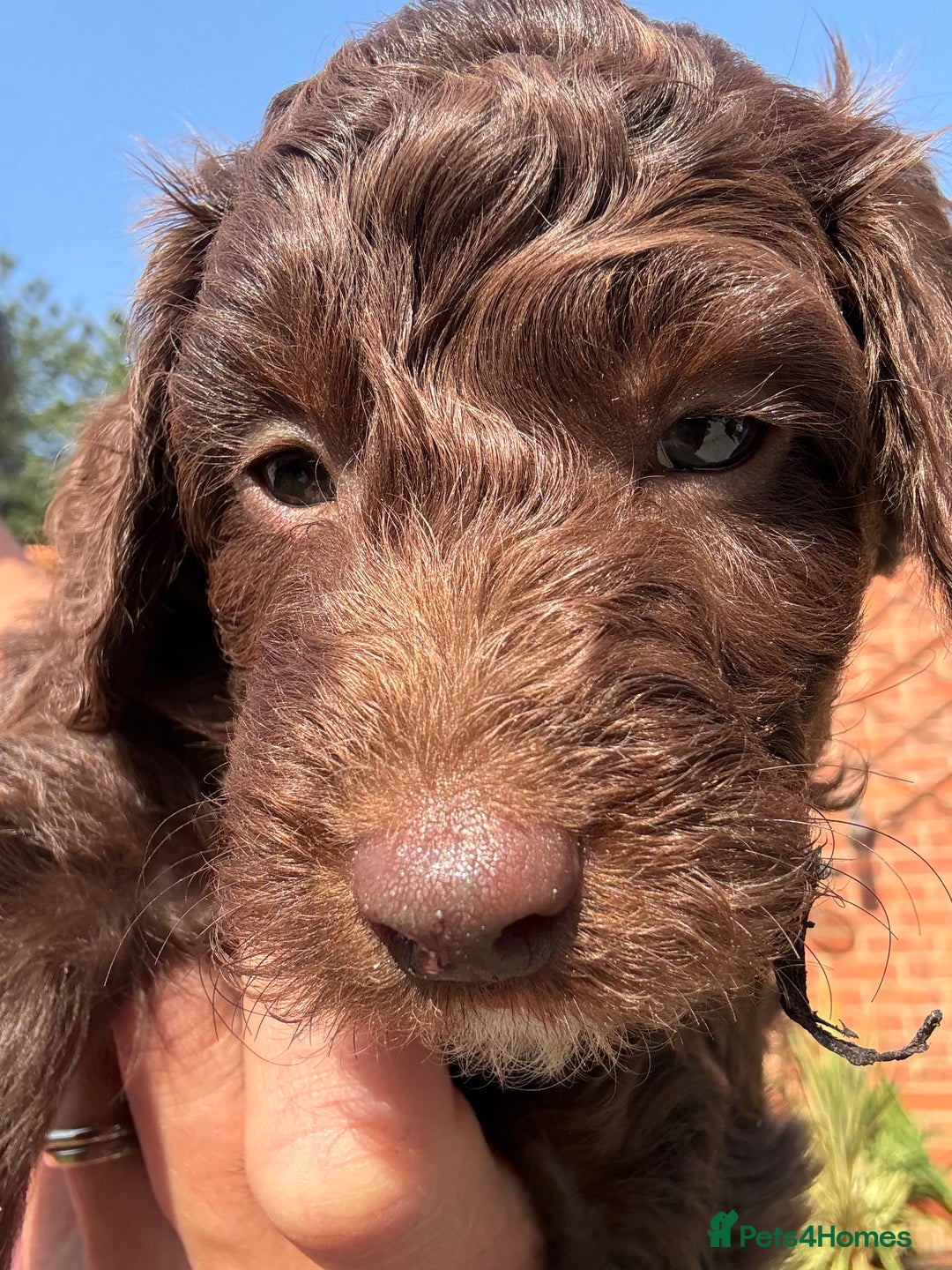 Cockapoo dogs for sale: Cockapoo puppies F1b - Image 21