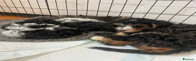 Cockapoo 1
