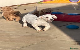 Poochon dogs for sale: Poochon girl and boys💥 - Image 9