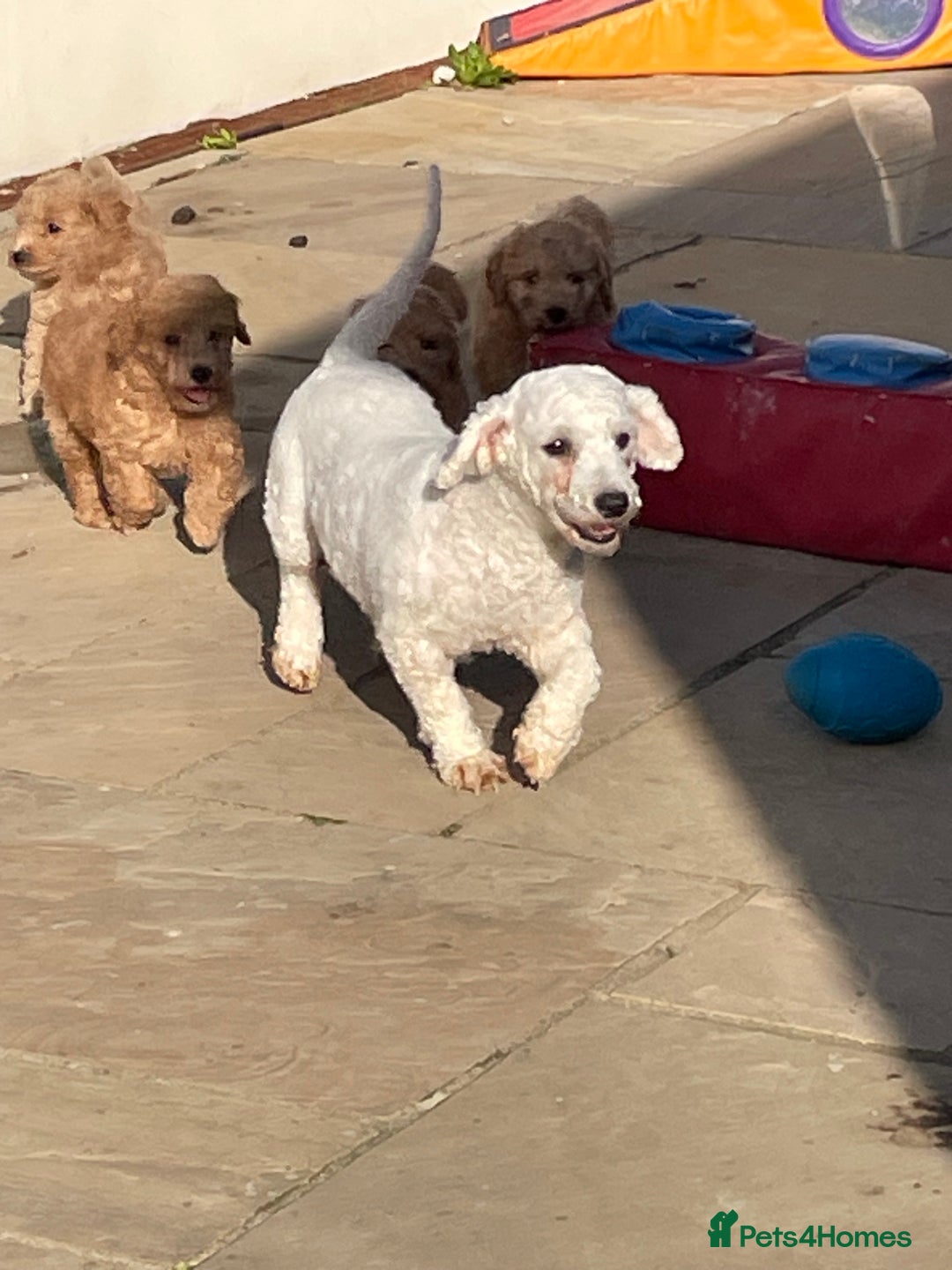 Poochon dogs for sale: Poochon girl and boys💥 - Image 9