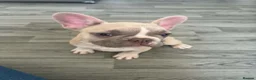 French Bulldog dogs for sale: *** STUNNING FULL PEDIGREE FRENCH BULLDOG PUPPY ** - Advert 5