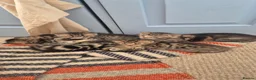 Mixed Breed cats for sale: Seven Tabbies from our Lucky Black Cat - Advert 15