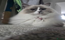 Ragdoll cats for sale: Pedigree ragdoll cats - Image 9
