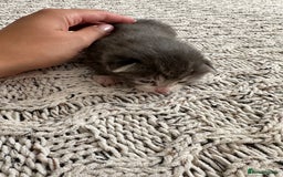 British Shorthair cats for sale: British Short kittens - Image 18