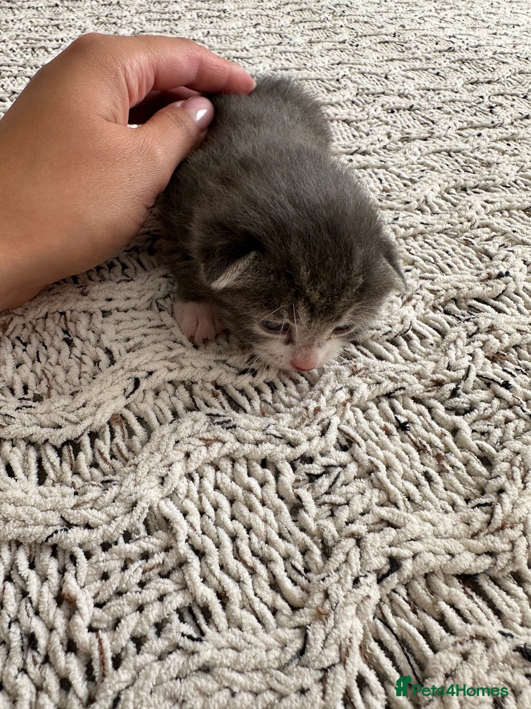 British Shorthair cats for sale: British Short kittens - Image 18
