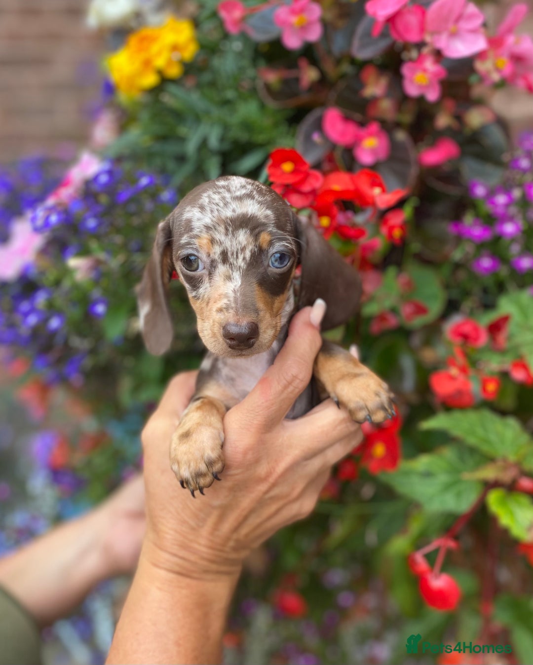 Miniature Dachshund dogs for sale: KC, PRAclear, licensed, health certificates  - Image 12
