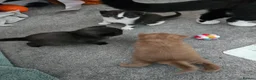 British Shorthair cats for sale: 3 pedigree british shorthairs rare colours in Bromley - Advert 14