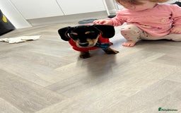 Miniature Dachshund dogs for sale: Reggie - Image 4