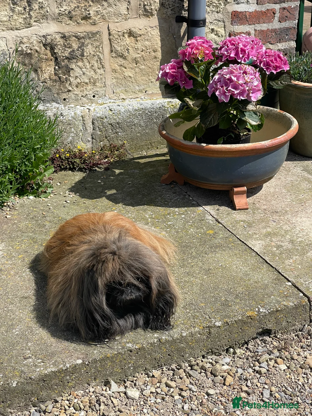Pekingese dogs for stud: KC Registered Pekingese for Stud in York - Advert 6