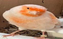 Canaries birds for sale: Canaries fifes and dimphoric  - Image 2