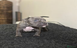 Mixed Breed dogs for sale: STUNNING!!! Staffy Cross Puppies!!! - Image 16