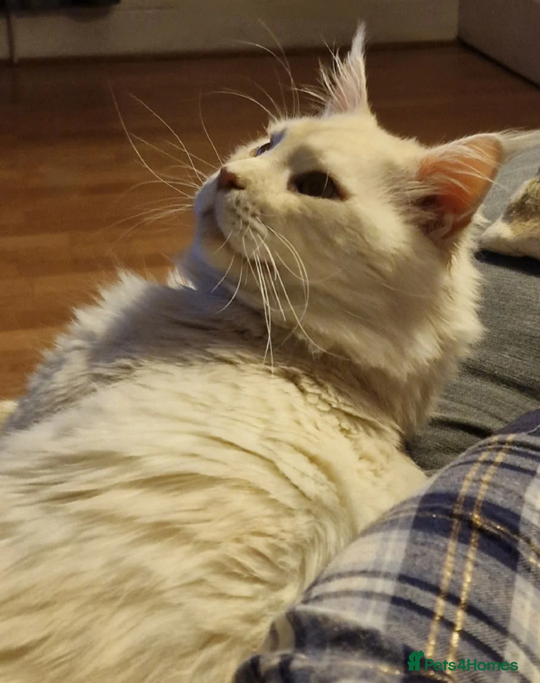 Maine Coon cats for sale: Gorgeous Maine Coon retired stud boy  - Advert 3