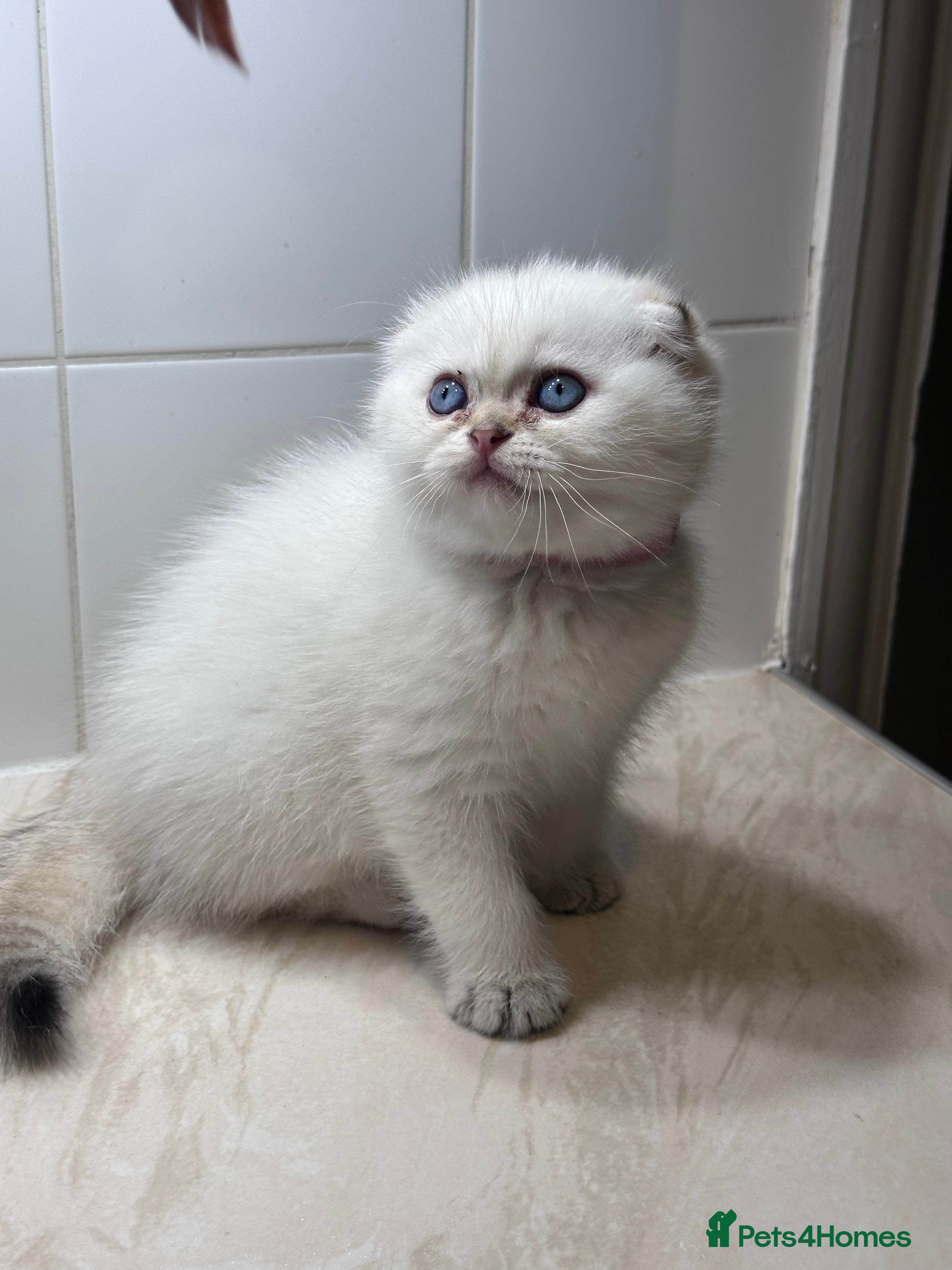 Scottish Fold cats Scottish fold Kitten Healthy &Loving - Advert 1