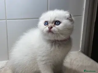 Scottish Fold cats Scottish fold Kitten Healthy &Loving - Advert 1