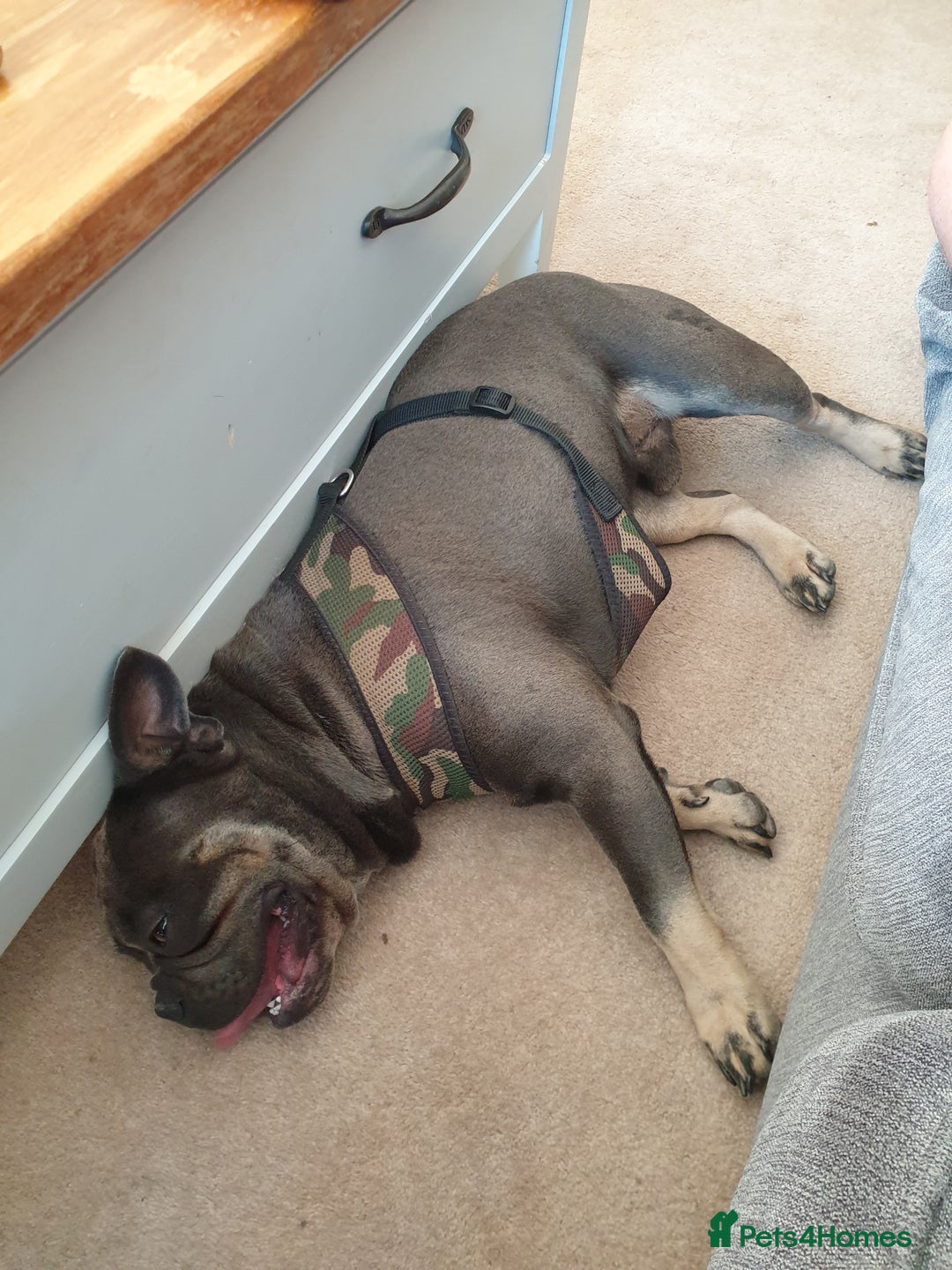 French Bulldog dogs for sale: Bronson looking for a new home - Image 4