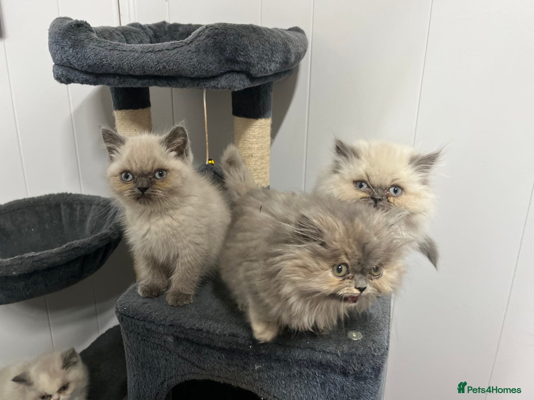 Exotic cats for sale: Stunning Exotic Kittens  - Advert 5