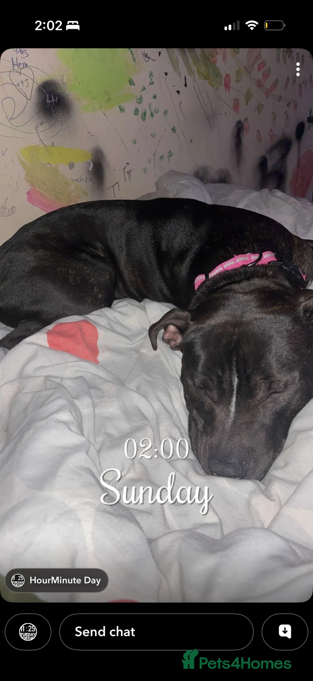 Mixed Breed dogs for sale: Staffy for sale  - Advert 4