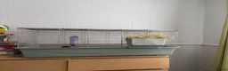 Guinea Pig rodents for sale: Male guinea pig  in Stockton-on-Tees - Advert 3