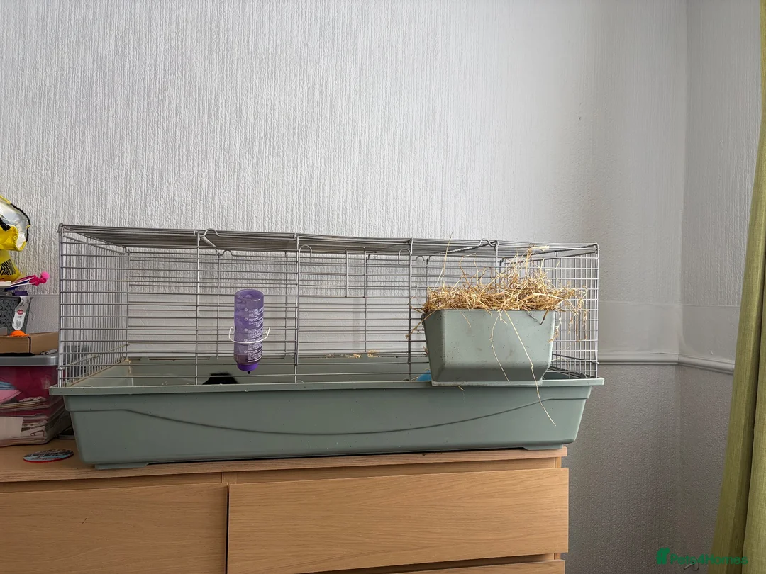 Guinea Pig rodents for sale: Male guinea pig  in Stockton-on-Tees - Advert 3