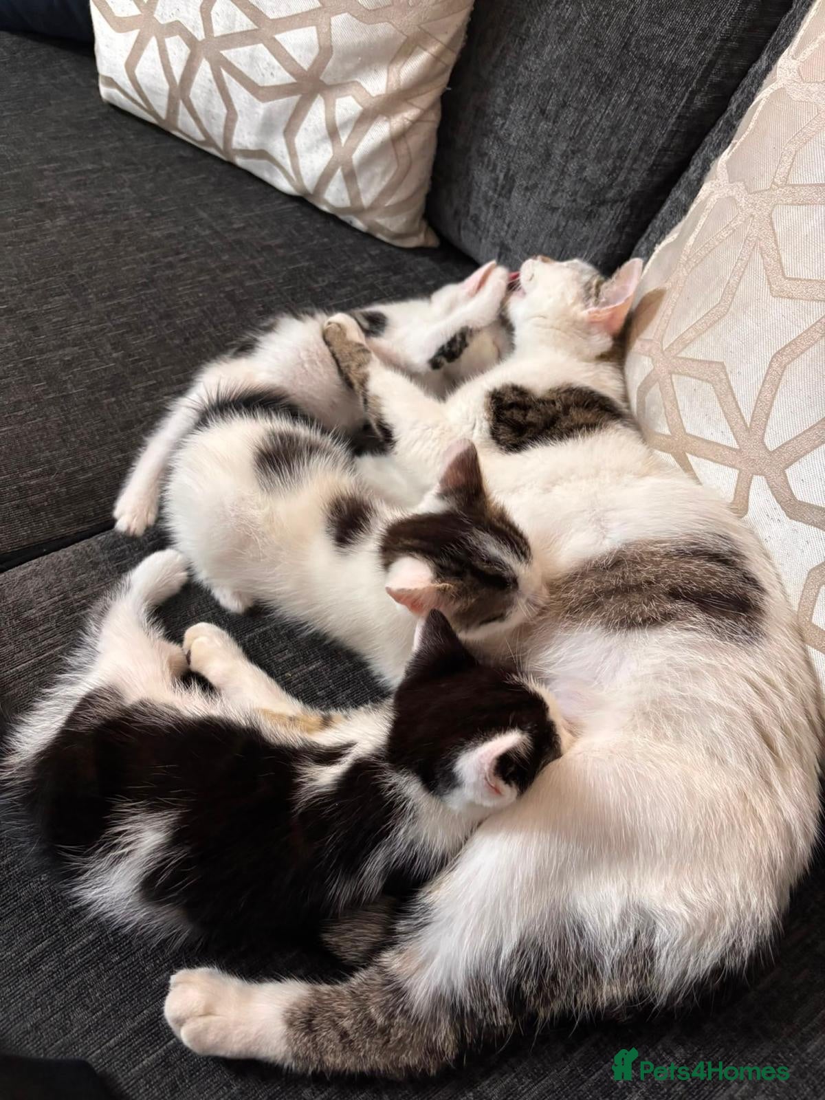 Domestic Shorthair cats Beautiful kittens ready for their forever homes 🩷 - Advert 8