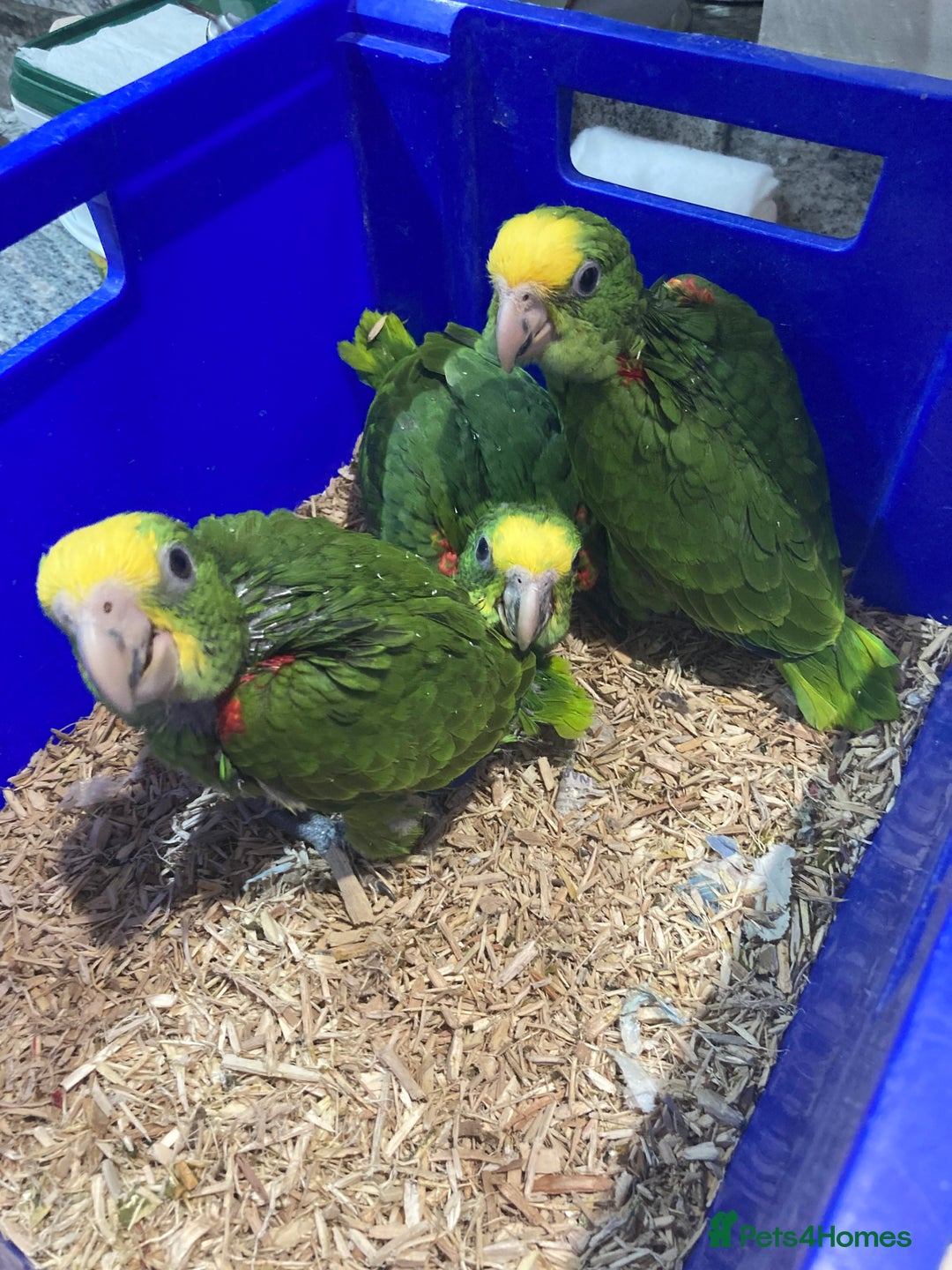 Parrots birds for sale: BABY HANDREARED DOUBLE YELLOW HEADED AMAZONS - Image 3