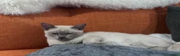 Burmese cats for sale: TICA reg pedigree Burmese  - Advert 4