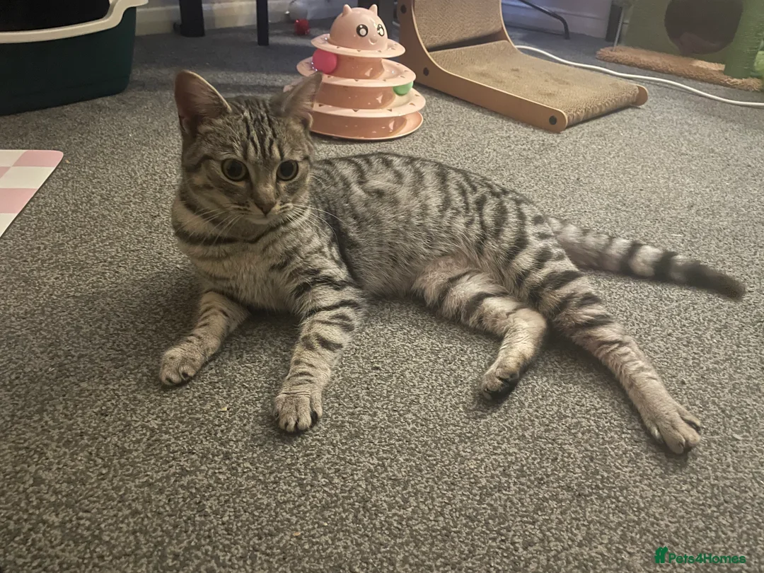 Mixed Breed cats for sale: Beautiful Tabby - Advert 2