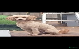 Cavapoo dogs for sale: CAVAPOO F1 PUPPY BOY WITH DNA TESTED PATIENTS  - Image 6