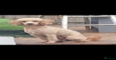 Cavapoo dogs - Advert 16