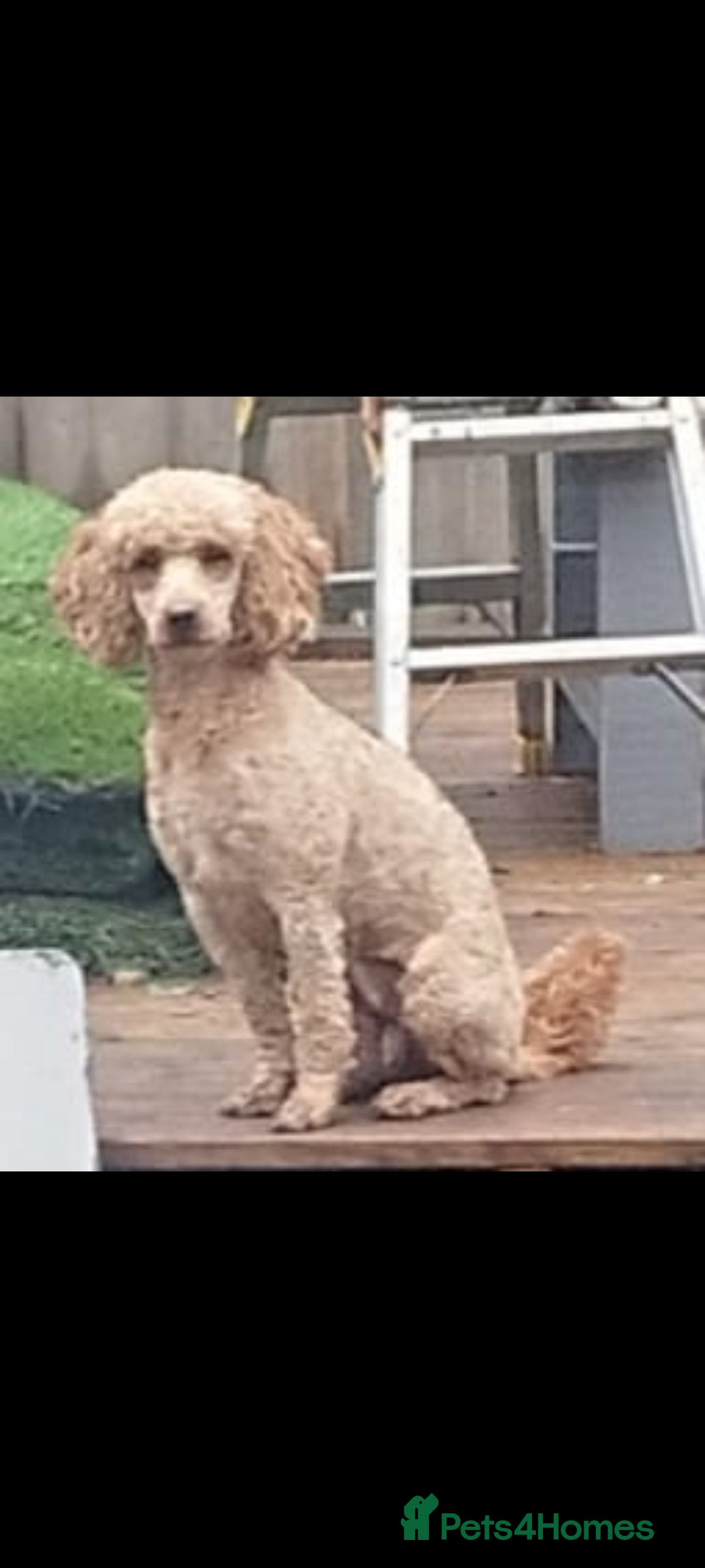 Cavapoo dogs for sale: CAVAPOO F1 PUPPY BOY WITH DNA TESTED PATIENTS  - Image 6