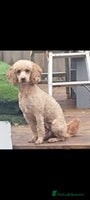 Cavapoo dogs - Advert 11