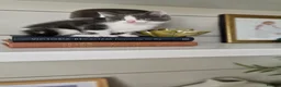 Maine Coon cats for sale: My maincoon Luna has had 7 beautiful kittens - Advert 9