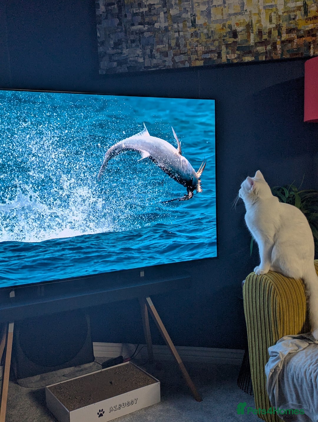 Domestic Shorthair cats for sale: Heartbreaking Rehome-18 month old Pure White Cat x - Image 19