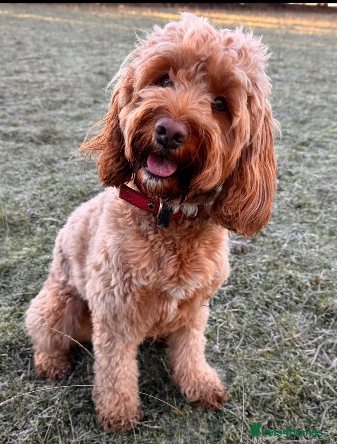 Cockapoo dogs for sale: 🐾 Cockapoo Puppies Due 8th November! ❤️ 🐾 in Ruardean - Advert 2