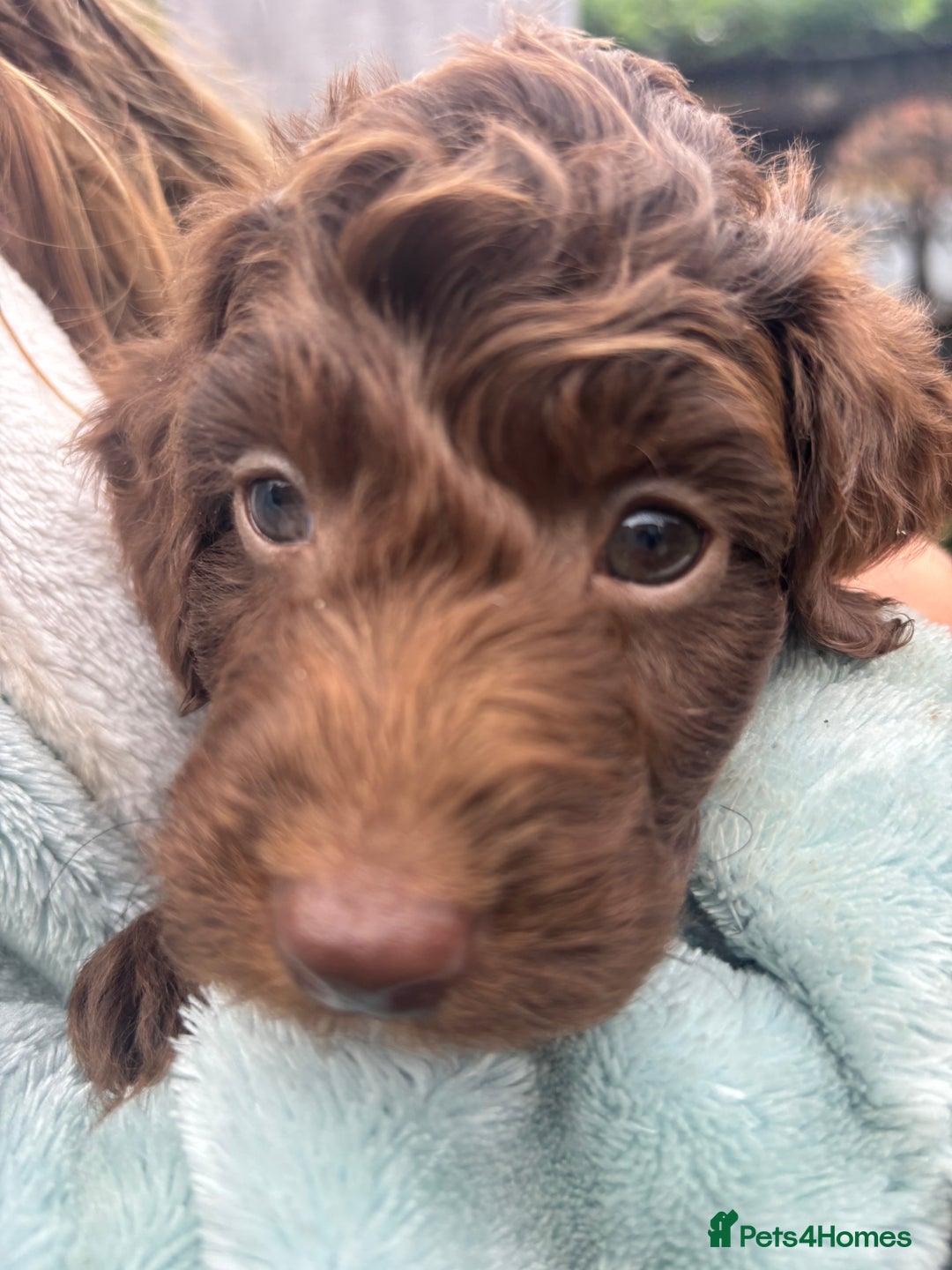 Cockapoo dogs for sale: Cockapoo puppies F1b - Image 18
